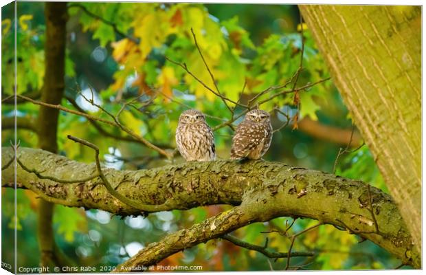 Pair of Little Owl  Canvas Print by Chris Rabe