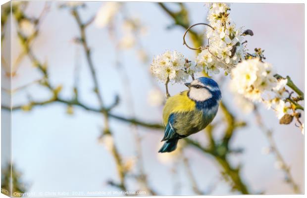Blue tit dangling from blooming twig Canvas Print by Chris Rabe