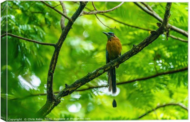 Blue-crowned Motmot  Canvas Print by Chris Rabe