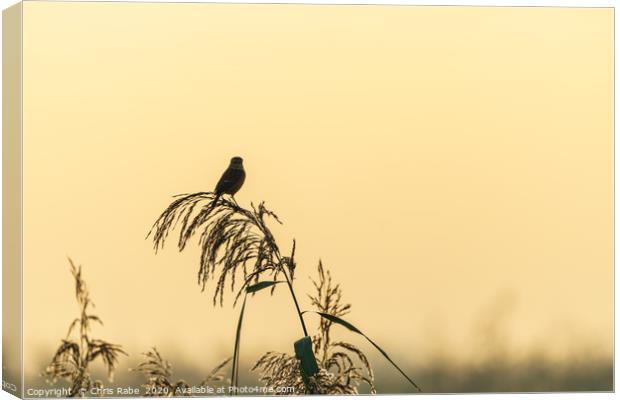 Silhouette of a Stonechat  Canvas Print by Chris Rabe