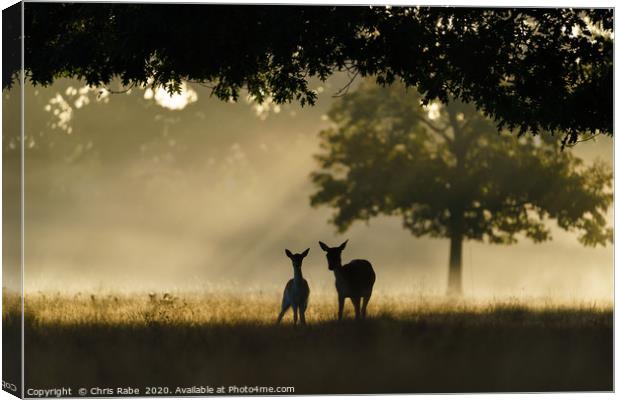 Monther and fawn Fallow Deer  Canvas Print by Chris Rabe