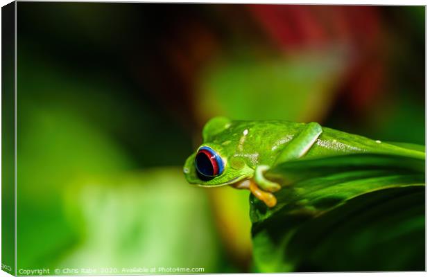 Red-Eyed Tree Frog Canvas Print by Chris Rabe