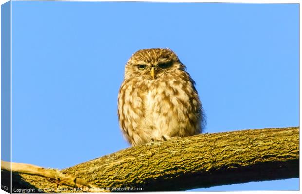 Little Owl staring intensely Canvas Print by Chris Rabe