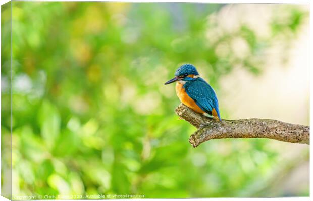 Common Kingfisher Canvas Print by Chris Rabe