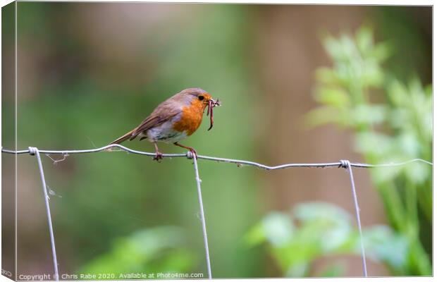 European Robin with worms Canvas Print by Chris Rabe
