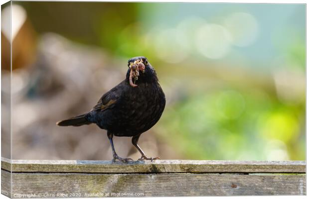 Blackbird male with beak full of worms Canvas Print by Chris Rabe