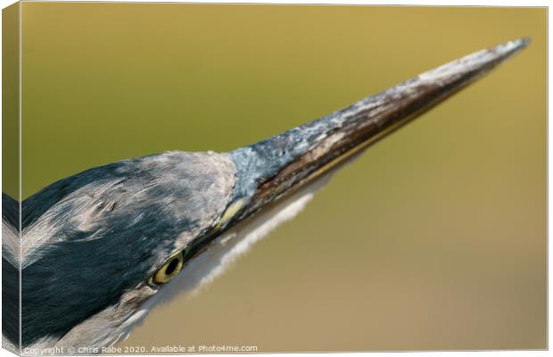 Grey Heron close-up head shot Canvas Print by Chris Rabe