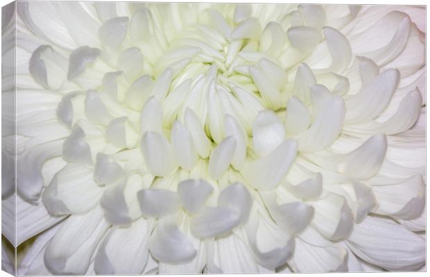 A beautiful White Chrysanthemum Canvas Print by Paul Smith