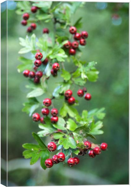 Hawthorn fruit Canvas Print by Aleksandra Machowska