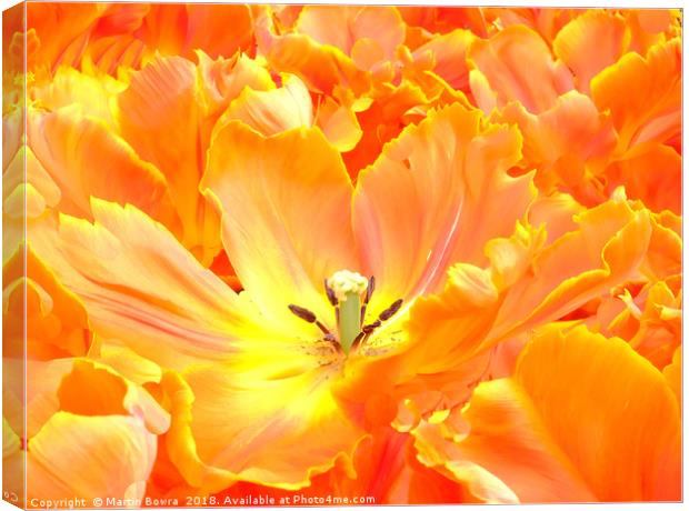 Closeup of a Tulip Canvas Print by Martin Bowra