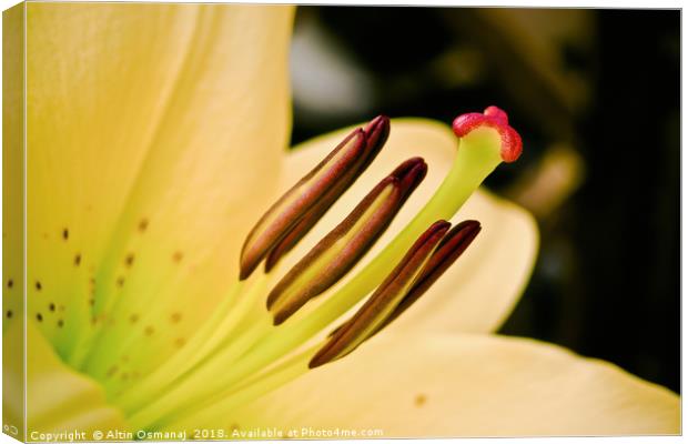 Lily yellow flower close up focusing on the pistil Canvas Print by Altin Osmanaj
