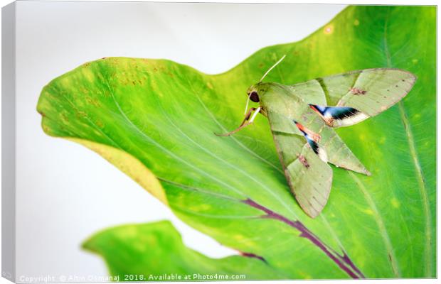 Eumorpha labruscae gaudy sphinx green moth catapil Canvas Print by Altin Osmanaj