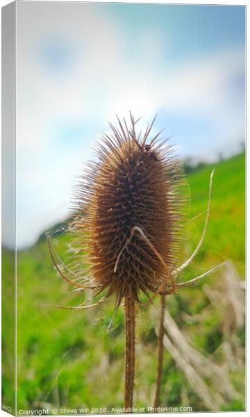 Bare Thistle Canvas Print by Steve WP