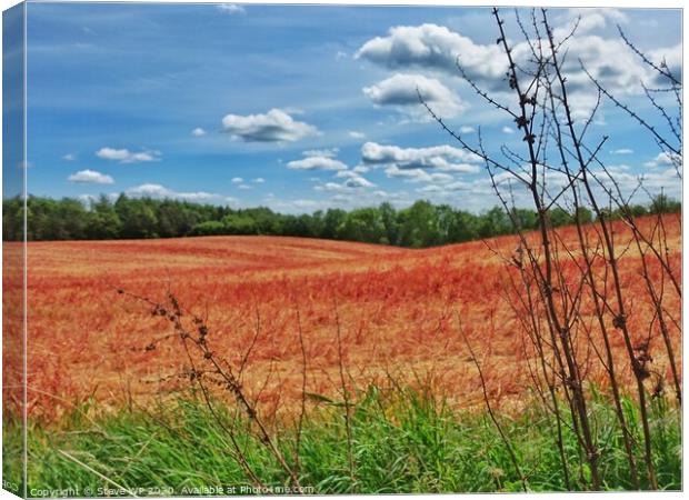 Red Fields Canvas Print by Steve WP
