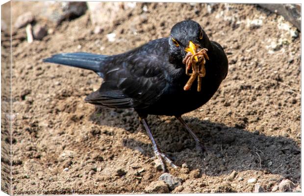 A Blackbird collecting worms to feed the chicks. Canvas Print by George de Putron