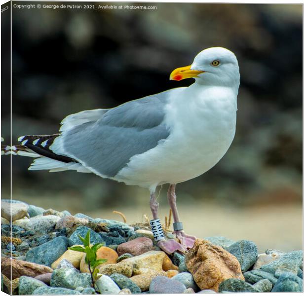 Seagull on the lookout Canvas Print by George de Putron
