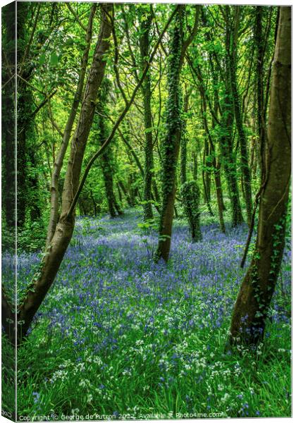 Bluebell Wood Canvas Print by George de Putron