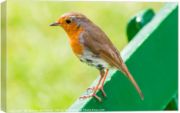 Robin on a bench. Canvas Print by George de Putron