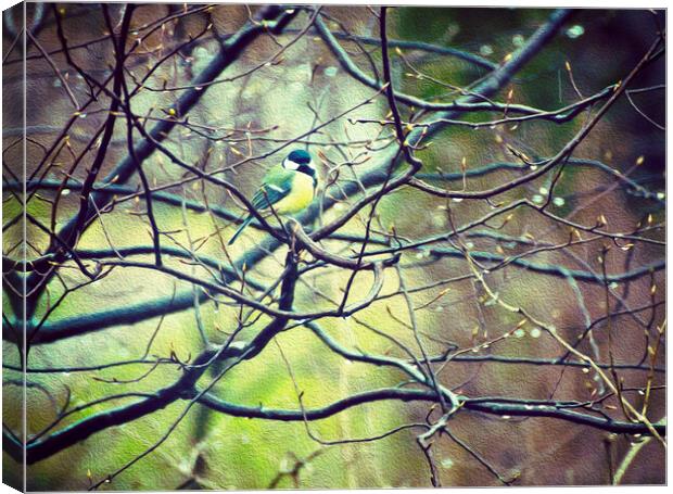  Colorful marsh tit on a twig in spring Canvas Print by Luisa Vallon Fumi