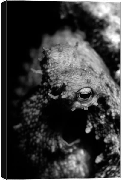 eye of octopus in black & white Canvas Print by youri Mahieu