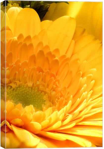 closeup of marigold Canvas Print by youri Mahieu