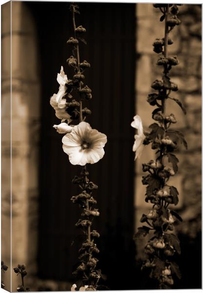 Closeup of a Hollyhock in sepia Canvas Print by youri Mahieu