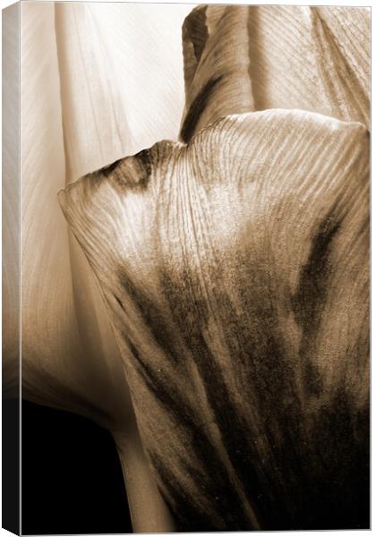 closeup of two tulips in sepia Canvas Print by youri Mahieu