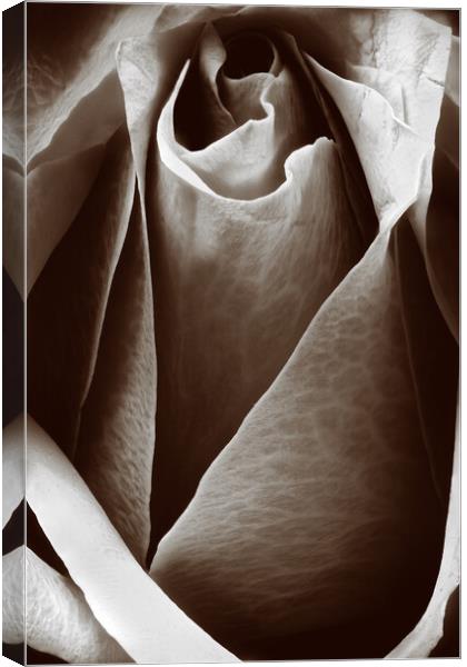 Closeup of a rose in sepia Canvas Print by youri Mahieu