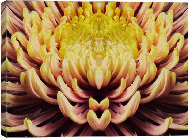 closeup mandala of chrysanthemum morifolium Canvas Print by youri Mahieu