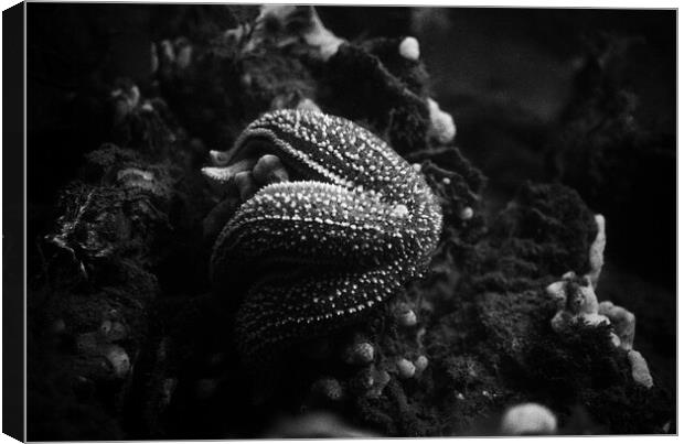 starfish eating a mussel in black and white Canvas Print by youri Mahieu