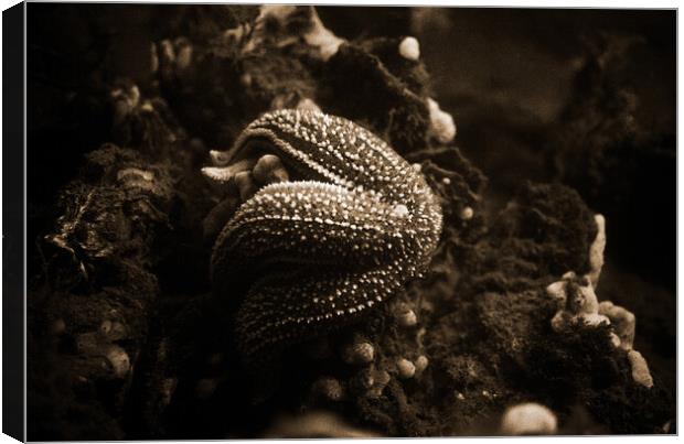 starfish eating a mussel in sepia Canvas Print by youri Mahieu
