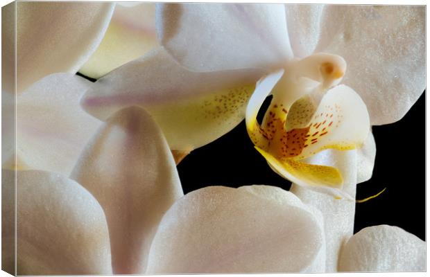 inside an orchid Canvas Print by youri Mahieu