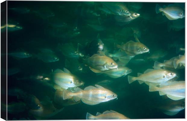 group of shoal Canvas Print by youri Mahieu