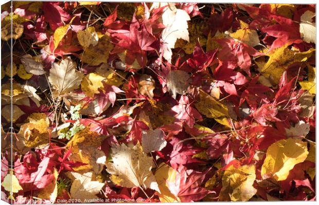 Close up autumn leaves Canvas Print by Mike Dale