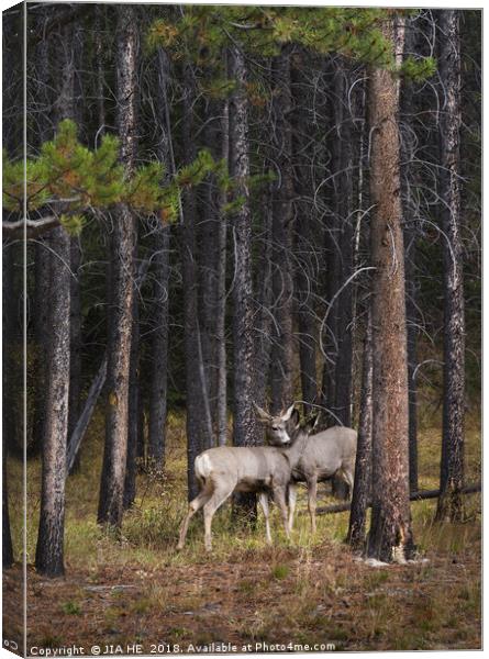 wild deer in the Banff National Park Canvas Print by JIA HE