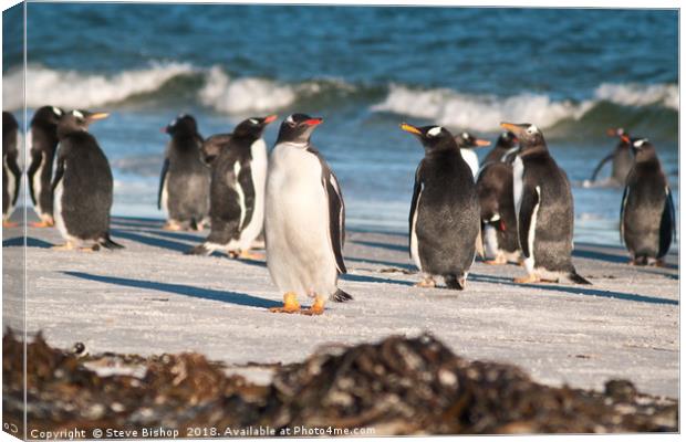 Penguins on the beach Canvas Print by Steve Bishop