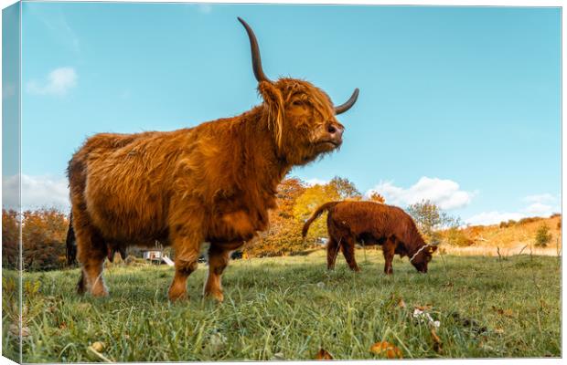 Highland cow Canvas Print by john lonsdale