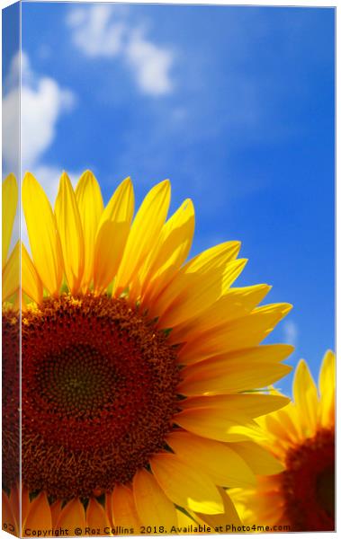 Sunflower Abstract  Canvas Print by Roz Collins