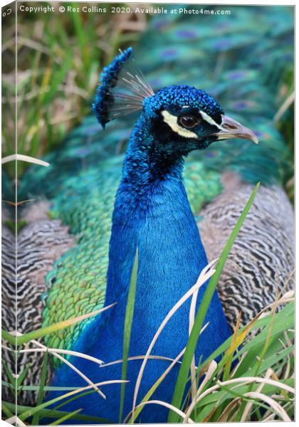 Resting Peacock Canvas Print by Roz Collins