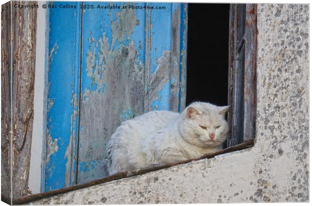 A White Cat in Marvao, Portugal Canvas Print by Roz Collins
