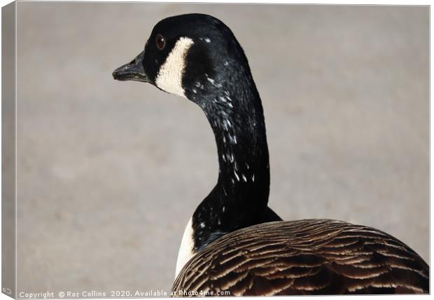 Canada Goose Canvas Print by Roz Collins