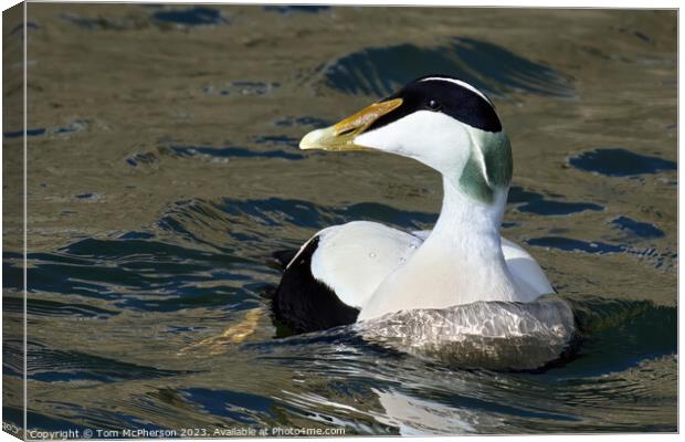 Majestic Common Eider Duck Canvas Print by Tom McPherson