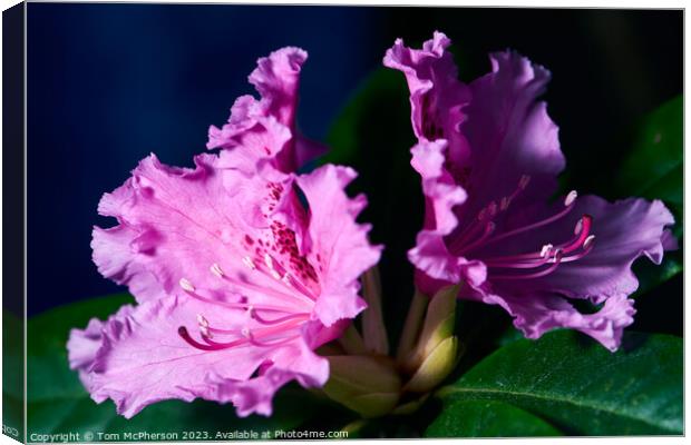 Schneekrone Rhododendron in Bloom Canvas Print by Tom McPherson