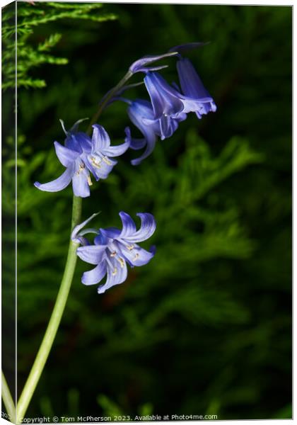 Tranquil Bluebell Woodland Canvas Print by Tom McPherson