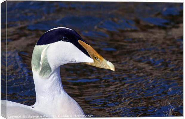 Common Eider Duck Canvas Print by Tom McPherson