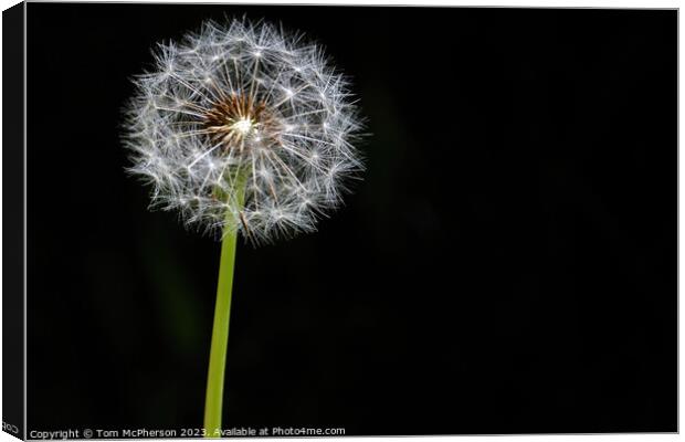 The Golden Crown of Spring Canvas Print by Tom McPherson