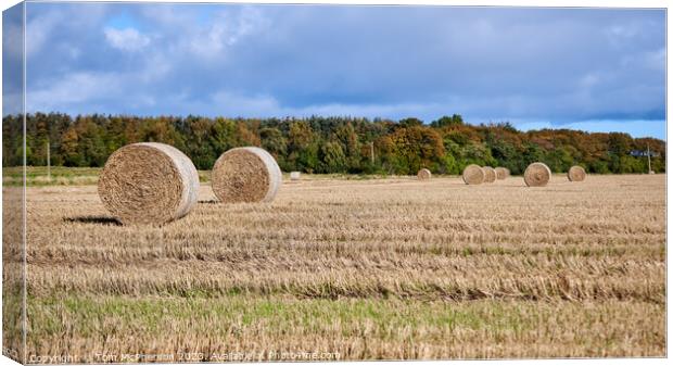 Golden Bales of Harvest Canvas Print by Tom McPherson