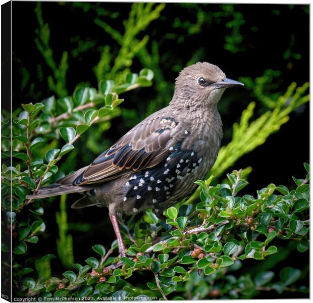 Delicate Young Starling Canvas Print by Tom McPherson