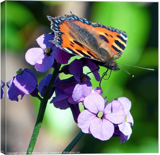 Small tortoiseshell butterfly Canvas Print by Tom McPherson