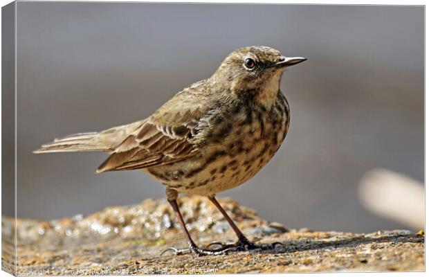 Rugged Rock Pipit Canvas Print by Tom McPherson